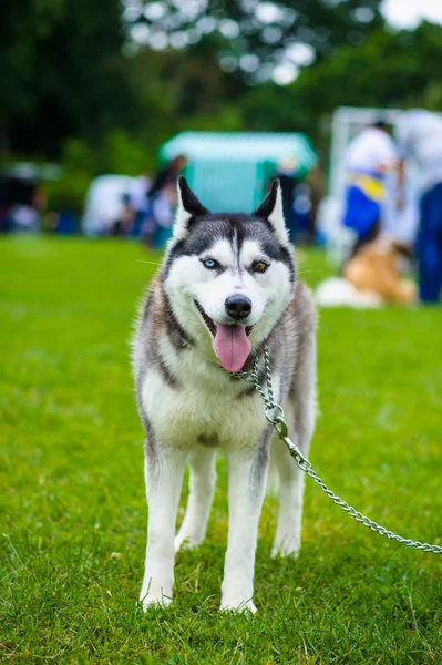 Sibiřský husky pes — Stock fotografie