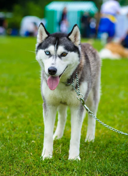 シベリアハスキー犬 — ストック写真