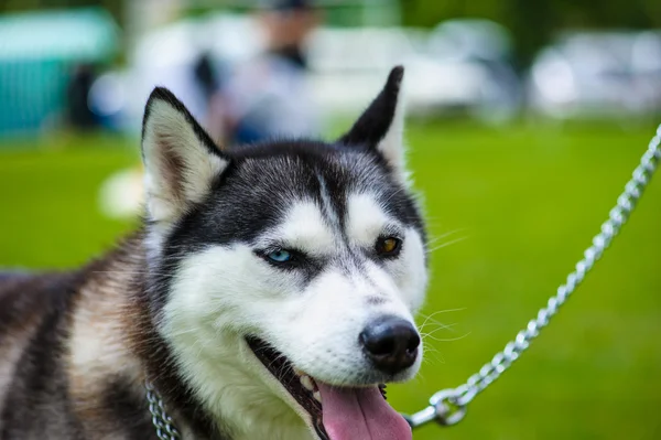 Siberiano Husky cão — Fotografia de Stock