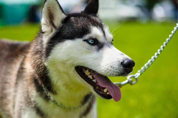 Siberiano Husky cão — Fotografia de Stock