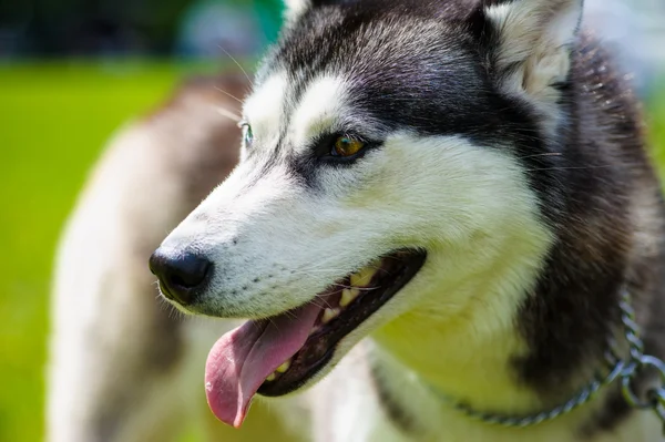 Sibirischer Husky-Hund — Stockfoto