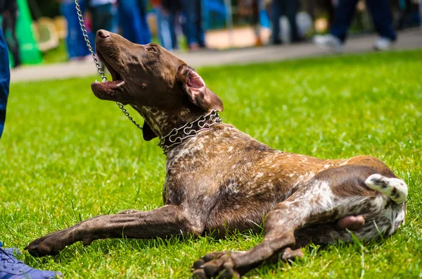 Erwachsener süßer Hund — Stockfoto