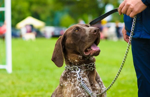 Cane adulto carino — Foto Stock