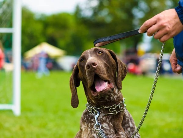 Volwassen schattige hond — Stockfoto