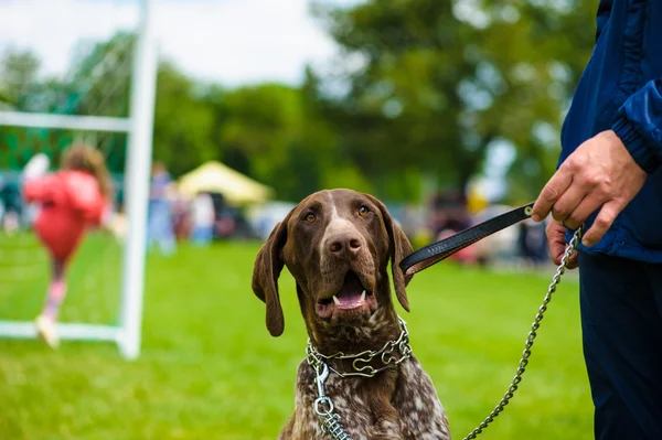 Volwassen schattige hond — Stockfoto