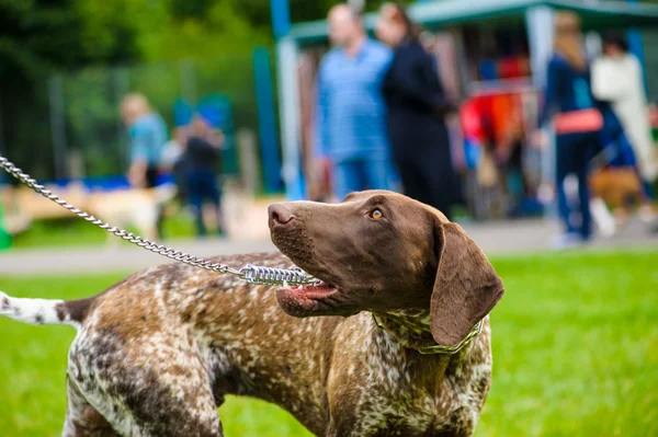 Adult cute Dog — Stock Photo, Image