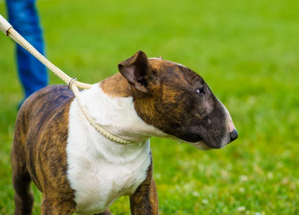 Bull Terrier Dog — Stock Photo, Image