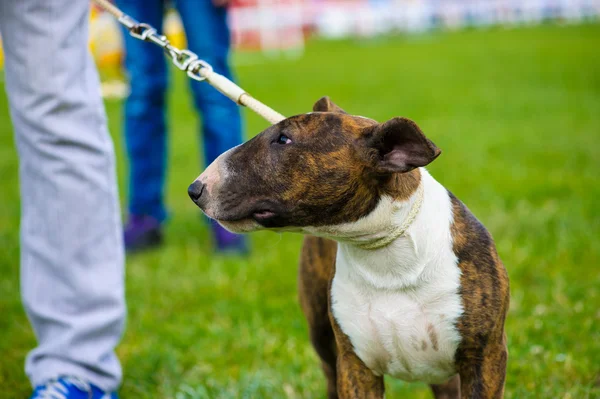 Bull terrier perro — Foto de Stock