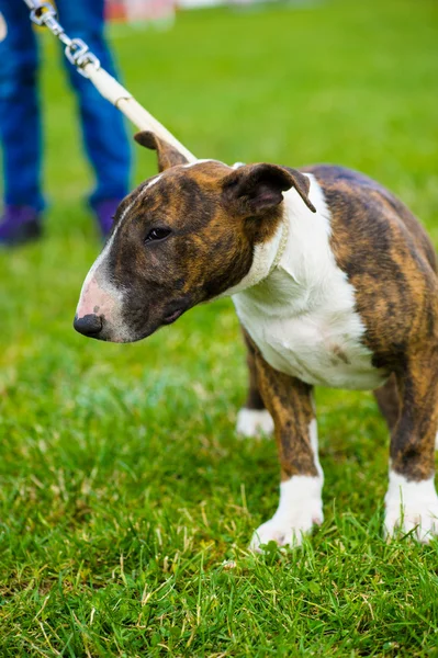 Terriër van de stier-hond — Stockfoto