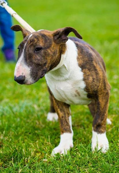 Terriër van de stier-hond — Stockfoto