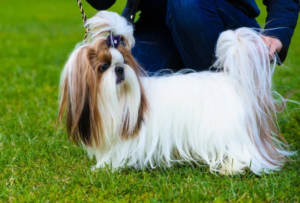 Erwachsener süßer Hund — Stockfoto