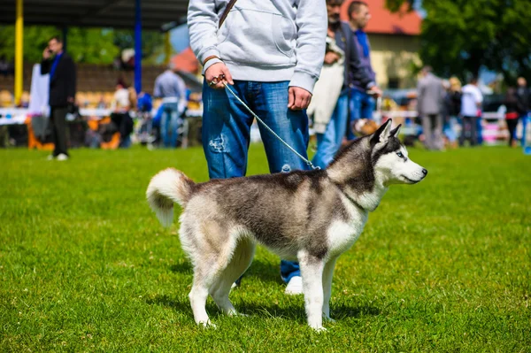 Sibiřský husky pes — Stock fotografie