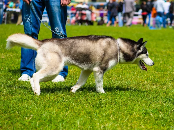 Sibiřský husky pes — Stock fotografie