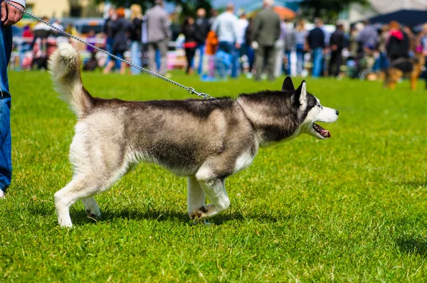 Sibiřský husky pes — Stock fotografie