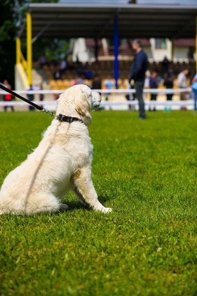 Adult cute Dog — Stock Photo, Image