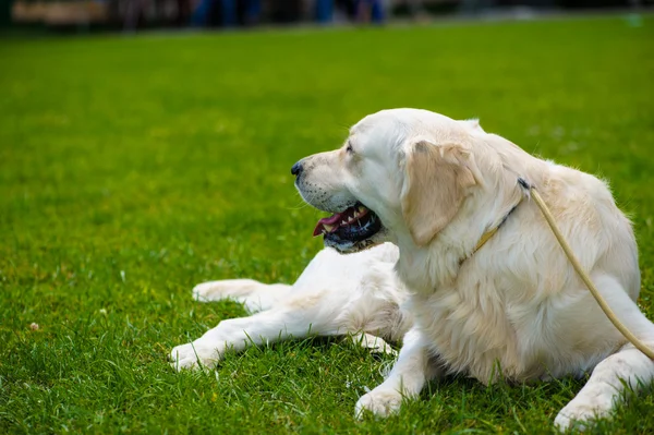 Vuxen söt hund — Stockfoto