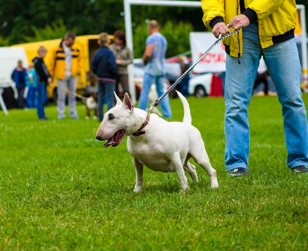 Terriër van de stier-hond — Stockfoto