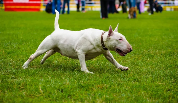 Bull terrier pies — Zdjęcie stockowe