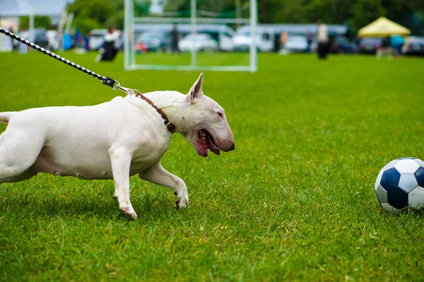 Bullterrier-Hund — Stockfoto