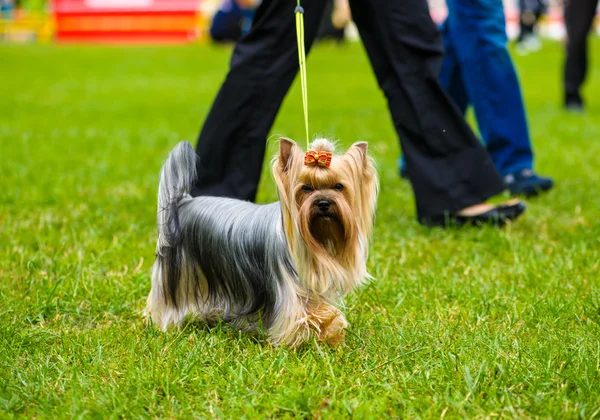 Adult cute Dog — Stock Photo, Image