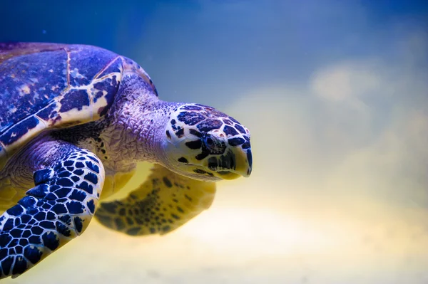 Красивая черепаха — стоковое фото