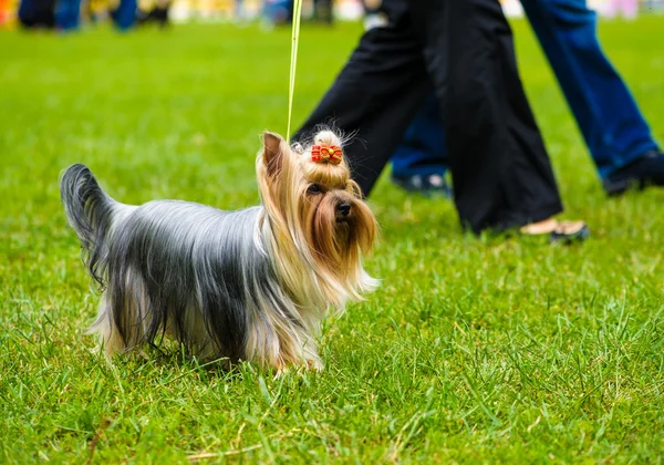 Adult cute Dog — Stock Photo, Image