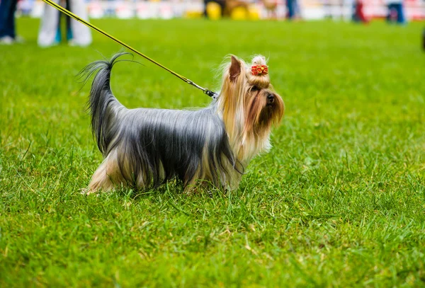 Cane adulto carino — Foto Stock