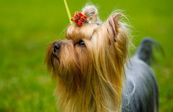 Adult cute Dog — Stock Photo, Image