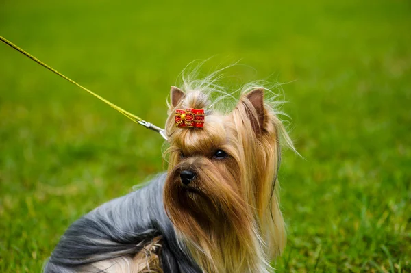 Perro lindo adulto — Foto de Stock