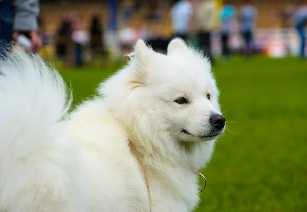 Felnőtt aranyos kutya — Stock Fotó