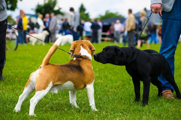 Erwachsene süße Hunde — Stockfoto