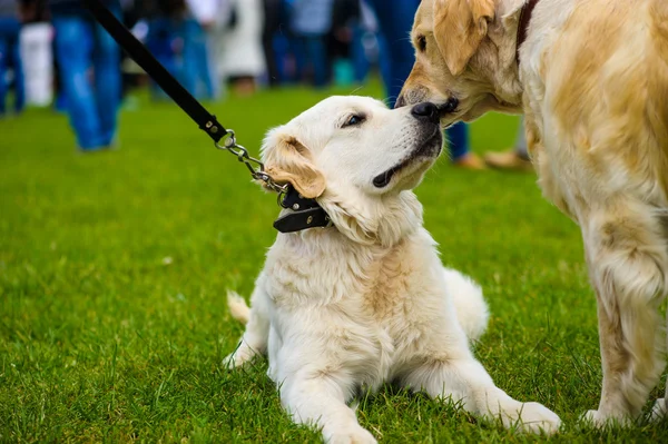 Adult cute Dogs — Stock Photo, Image