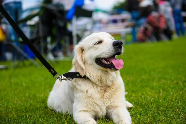 Yetişkin köpek — Stok fotoğraf