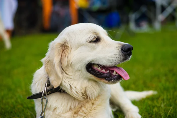 Vuxen söt hund — Stockfoto