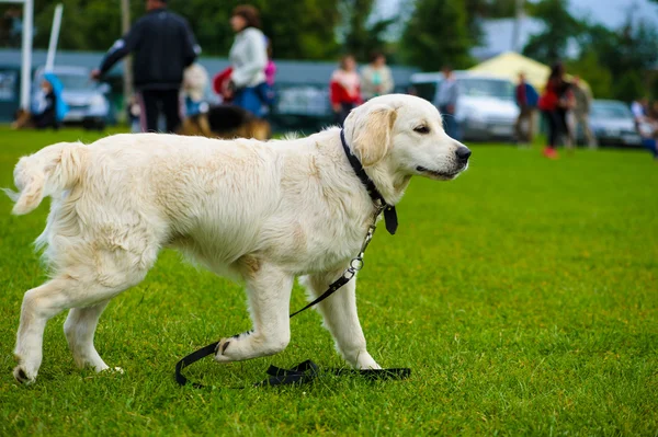 Adulto bonito cão — Fotografia de Stock