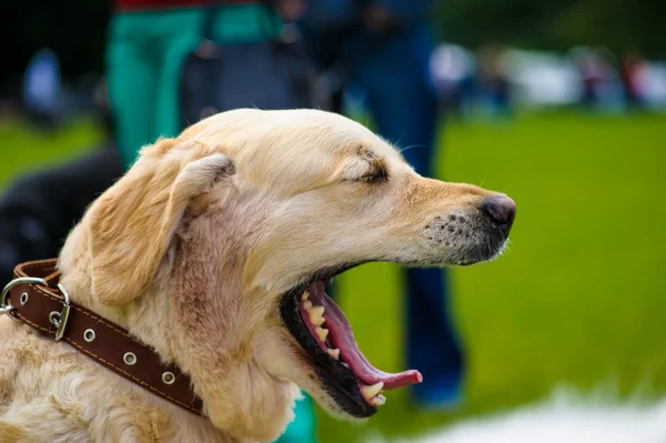 Adulto bonito cão — Fotografia de Stock