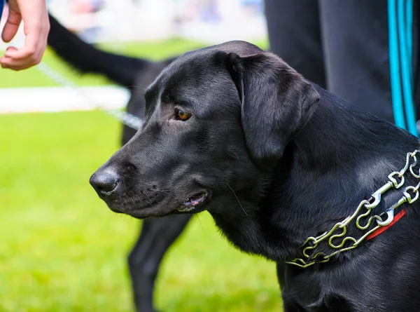 Adult cute Dog — Stock Photo, Image