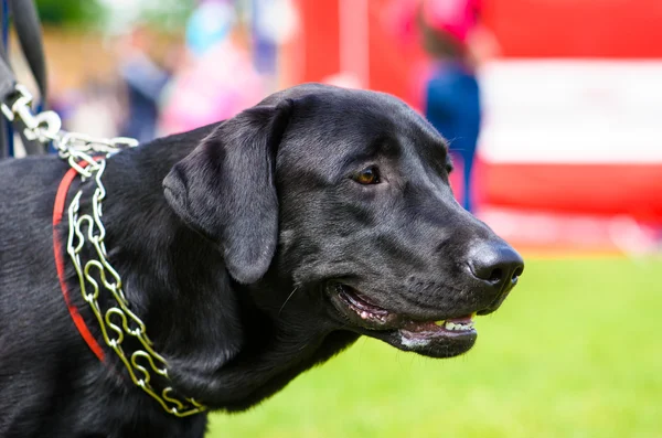 Adult cute Dog — Stock Photo, Image