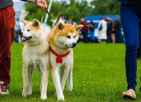 Akita Inu köpekler — Stok fotoğraf