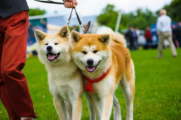 Akita inu hundar — Stockfoto