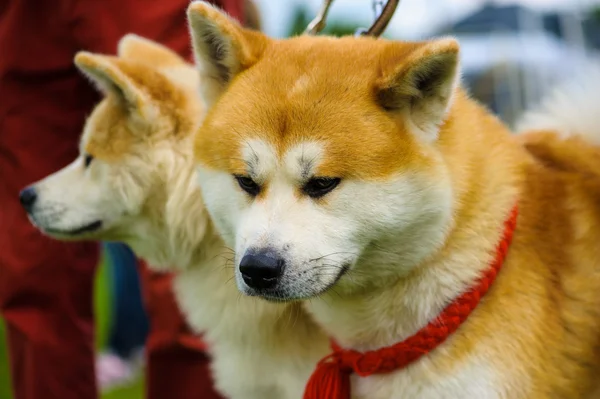 Akita Inu dogs — Stock Photo, Image