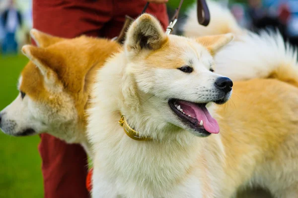 Akita inu hundar — Stockfoto