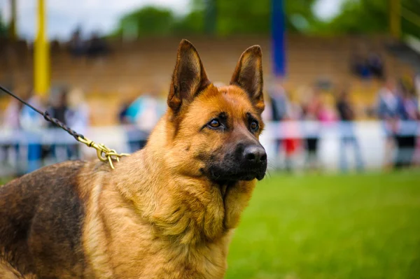 Volwassen schattige hond — Stockfoto