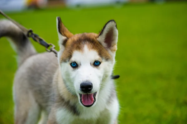 Adulto bonito cão — Fotografia de Stock