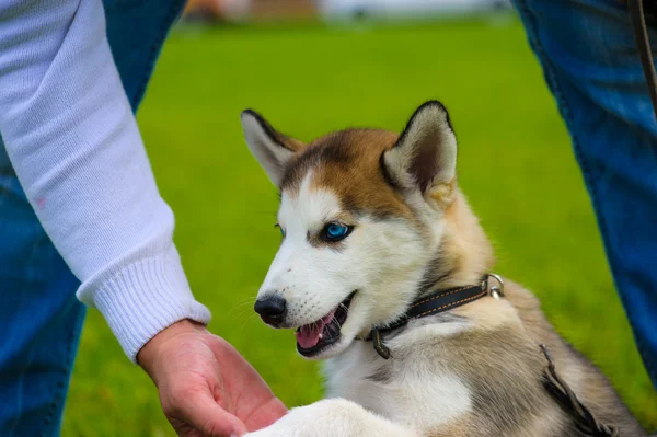 Perro lindo adulto —  Fotos de Stock