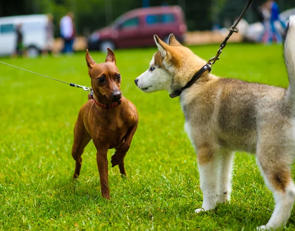 Vuxen söt hund — Stockfoto