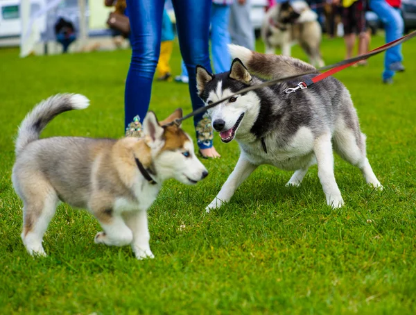 Vuxen söt hund — Stockfoto