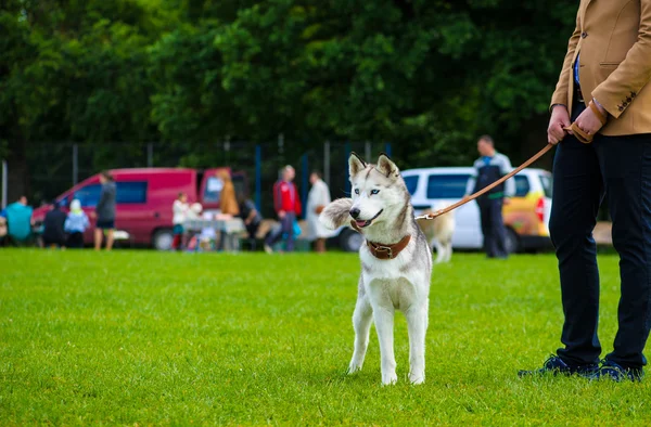 Erwachsener süßer Hund — Stockfoto