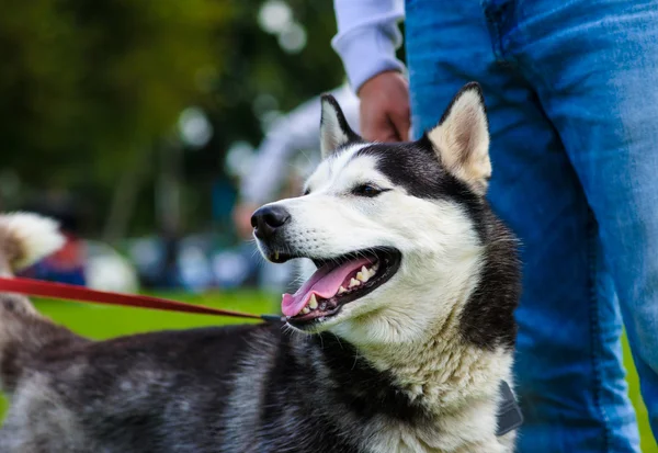 Adulto bonito cão — Fotografia de Stock