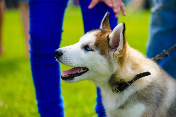 Erwachsener süßer Hund — Stockfoto